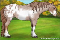 Horse Color:Liver Red Roan Frame Appaloosa 
