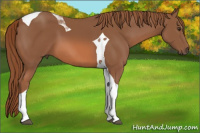 Horse Color:Liver Chestnut Tobiano 