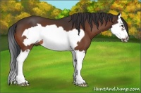 Horse Color:Bay Splash Frame 