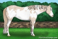 Horse Color:White Spotted Perlino Frame 