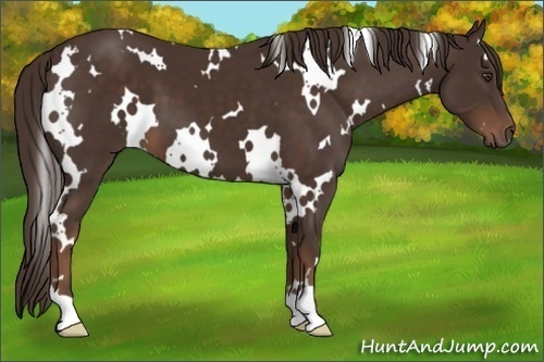 Horse Color: White Spotted Liver Chestnut 