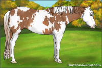 Horse Color:White Spotted Liver Chestnut Splash 