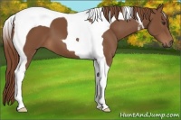 Horse Color:Chestnut Tobiano