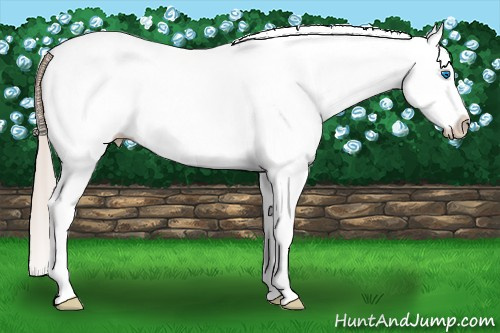 Horse Color: White Spotted Silver Bay Splash 