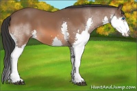 Horse Color:Bay Splash 