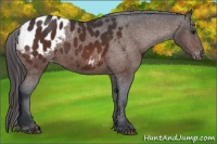 Horse Color:Bay Sabino Appaloosa