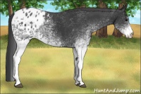 Horse Color:White Spotted Black Appaloosa