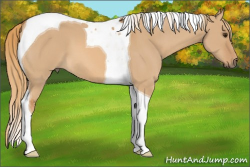 Horse Color:Red Dun Tobiano