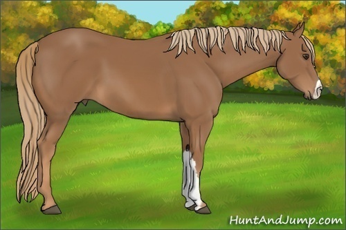Horse Color:Chestnut 