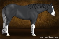 Horse Color:Black Splash 