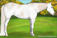 Horse Color:White Spotted Smoky Creme Splash 