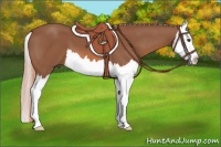 Horse Color:Chestnut Splash 