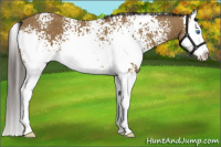 Horse Color:White Spotted Buckskin Splash 