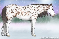 Horse Color:Bay Splash Appaloosa 