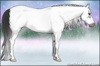 Horse Color:White Spotted Black Splash Frame Appaloosa 