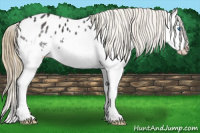 Horse Color:Smoky Black Splash Appaloosa 