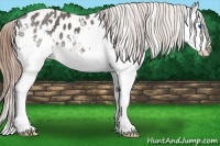 Horse Color:White Spotted Grullo Splash Appaloosa 