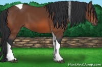 Horse Color:Bay Tobiano 