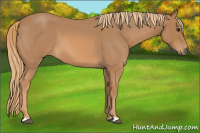 Horse Color:Red Roan 