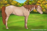 Horse Color:Buckskin Roan Pearl 