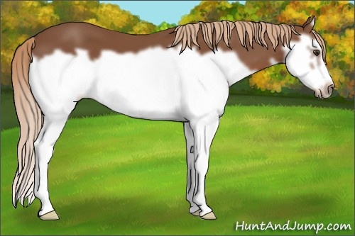 Horse Color: Chestnut Splash Frame 