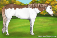 Horse Color:Chestnut Splash Frame