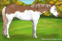 Horse Color:Chestnut Splash Frame