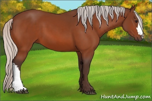 Horse Color: Silver Bay 
