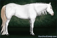 Horse Color:White Spotted Red Dun Frame Appaloosa 