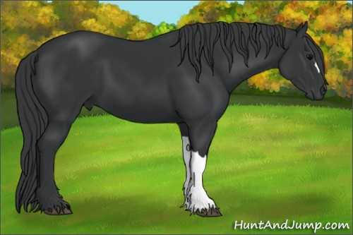 Horse Color: Brown 