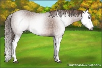 Horse Color:Gray Chestnut Splash Appaloosa 
