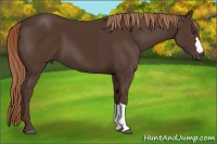 Horse Color:Liver Chestnut 