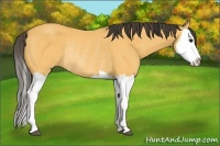 Horse Color:Buckskin Splash Rabicano