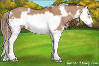 Horse Color:White Spotted Red Dun Splash Frame 