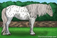 Horse Color:Silver Black Ice Appaloosa 