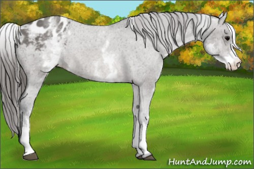 Horse Color:White Spotted Blue Roan Appaloosa Rabicano 