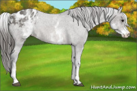 Horse Color:White Spotted Blue Roan Blanket Rabicano 
