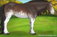 Horse Color:White Spotted Buckskin
