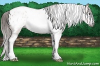 Horse Color:Gray Bay Roan Splash Tobiano Frame Appaloosa 