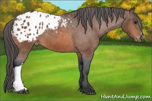Horse Color:Bay Appaloosa 