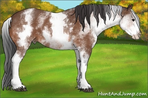Horse Color:White Spotted Bay 