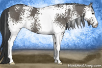 Horse Color:White Spotted Grullo