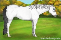 Horse Color:White Spotted Black Frame 