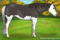 Horse Color:Smoky Black Sabino Splash 