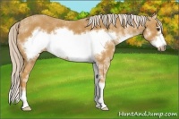 Horse Color:Palomino Sabino Frame 