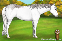 Horse Color:Gray Silver Bay Roan Splash 