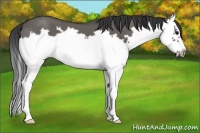 Horse Color:Grullo Splash Frame 