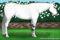 Horse Color:Gray White Spotted Buckskin Frame 