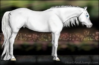 Horse Color:Gray Watercolor Silver Amber Cream Champagne Roan Dun Splash Tobiano Frame Appaloosa Rabicano