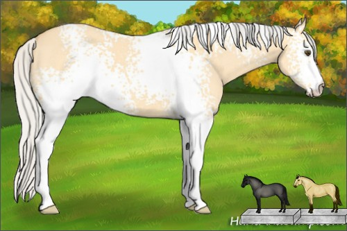 Horse Color: White Spotted Silver Buckskin Dun 